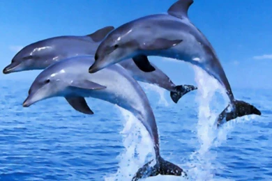 Dolphins: Dolphin Ocean Water Life Sun Gde Fon Phone Wallpapers ...
