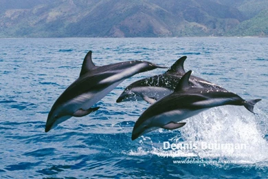 Iguana Wallpapers Picture Gallery