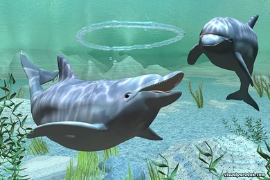 Fish Dolphins Underwater 1920x1200 Wallpapers – Animals Dolphins HD ...