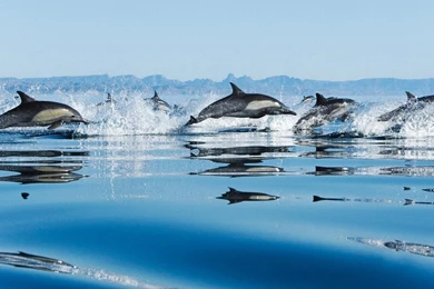 Dolphins Loving HD Wallpapers   Download Dolphins Loving HD ...