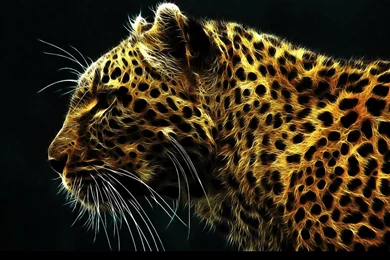 Jaguar Best Quality Wallpapers 14239   HD Wallpapers Site