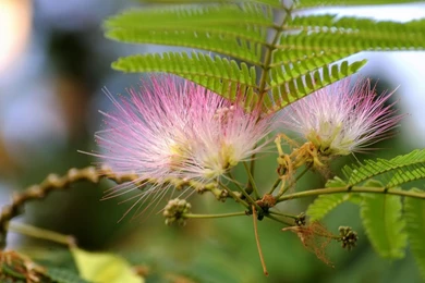 Desktop Wallpapers 1366x768