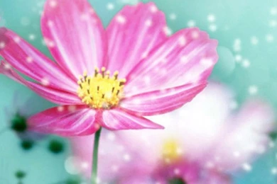 Where To Buy Flower Backgrounds iPhone 6 Wallpapers 18213   Flowers ...