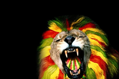 Download Reggae Reggae Wallpapers 240x320