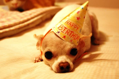 Funny Happy Birthday Wallpapers