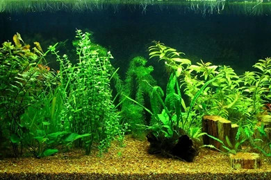 Wallpapers 1920x1200 Http://img.wallpaperstock.