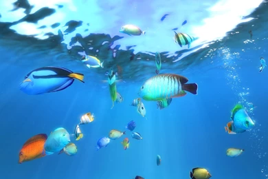 Aquarium Wallpapers 27 – HD Wallpaper, Wallpapers Pics   The Best ...