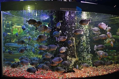 Aquarium Backgrounds Wallpapers   Danasrhp.top