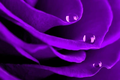 Large Flower Macro Photography 9 － Flower Wallpapers   Free ...