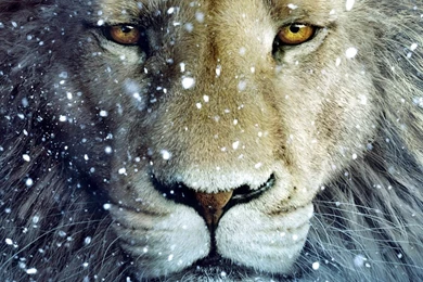 Beautiful Wallpapers Hd