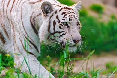 The Auspicious White Tiger HD Close up Wallpapers 11 － Animal ...