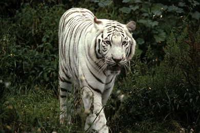 White Tiger   Wallpapers Zoom