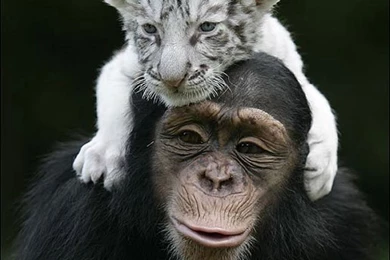 Baby White Tiger Wallpaper,Baby White Tiger Wallpapers,Baby White ...