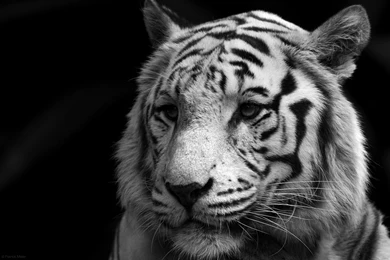 Images Of A White Tiger Wallpapers