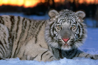 White Tiger Cub Wallpapers   Download Free Tigers Wallpapers ...