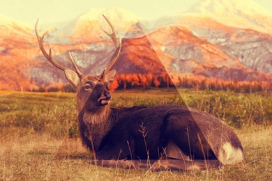 Hipster Art Wallpapers