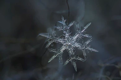 Beautiful Macro Photos Of Snowflakes As Free Wallpapers   My ...