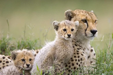 Download Wild Animals Hd Wallpapers