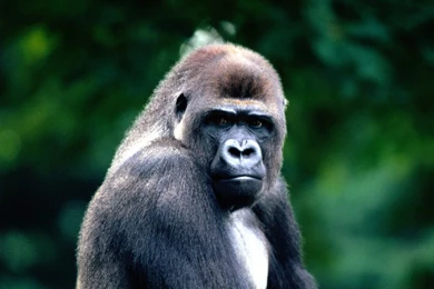 Animal Wallpapers For Mobile