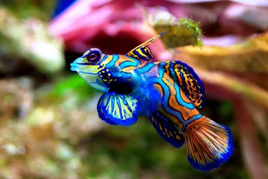 Wildlife Animal Sea 03