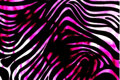 Pink Zebra Wallpapers