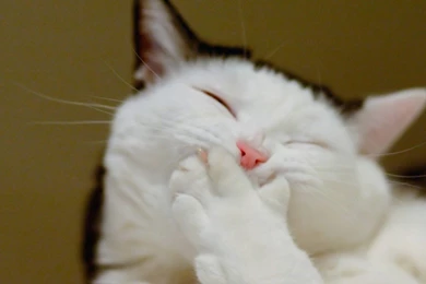 Cats Animals Funny Humour Wallpapers   (