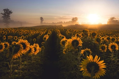 Morning Flowers Beautiful Sunrise Wallpapers HD Download