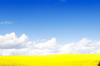 Yellow Flower EverywhereSamsung Wallpapers Download