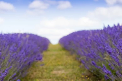 Lavender FieldSamsung Wallpapers Download