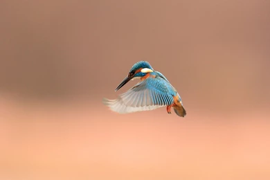Kingfishers