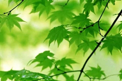 SAMSUNG WALLPAPERS WF1009