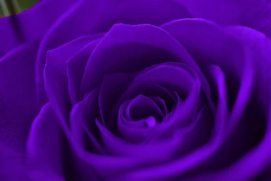 Purple Rose HD Wallpapers