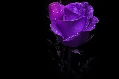 Flowers: Amazing Purple Rose Dark Splendid Beautiful HD Desktop ...