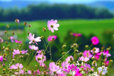 Flowers 55   Video Backgrounds HD 1080p   YouTube