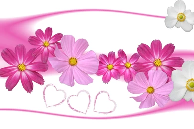 Rose Flower Wallpaper Backgrounds