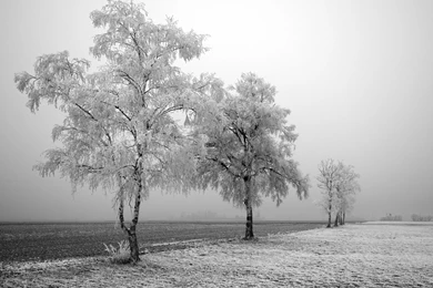 Desktop Wallpaper: Winter Wonderland Wallpapers