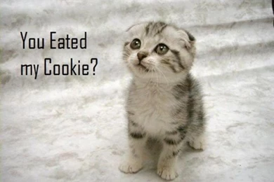 Cute Animal Wallpapers