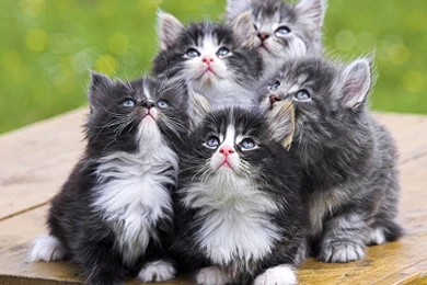 Wwwdream Wallpapercom/animal Wallpaper/cute Animals 1 Wallpapers ...