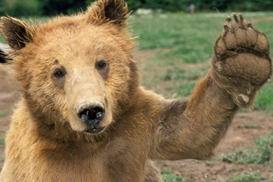 Cute Animal Wallpapers Desktop