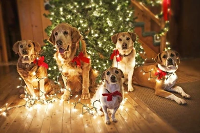 Dogs Waiting For Santa Wallpaper,puppy HD Wallpaper,cute Dogs HD ...