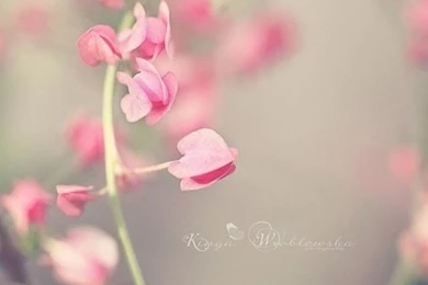 Pretty Little Flowers iPhone 4s Wallpapers Download