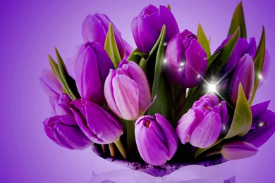 Purple Tulip