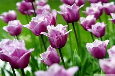 Purple And White Tulips   Wallpaper.