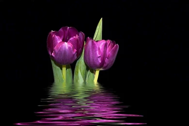 PURPLE TULIPS WALLPAPER   (