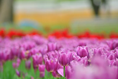 Purple Tulips Flowers Photo