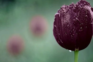Download Deep Purple Tulip HD Wallpapers For 2560 X 1440 ...