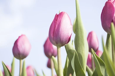 Purple Tulips Wallpapers   HD Wallpapers 15641