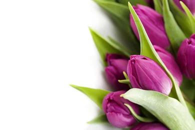 Flowers Purple Tulips Bouquet   Free High Quality Backgrounds Pictures