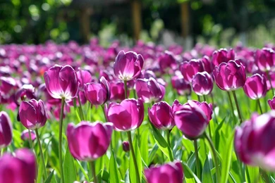 Purple Tulip Close up Wallpapers 3 － Flower Wallpapers   Free ...