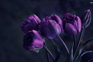 Description The Wallpapers Above Is Purple Yellow Tulips Wallpapers ...